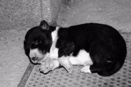 Item #55759144831528513760290913608152882105391237500945405139937590414127518449665 Media