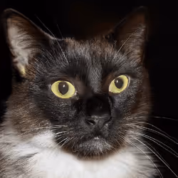 106393158711752592444527764053332067386103257112262188176365270075255663099905