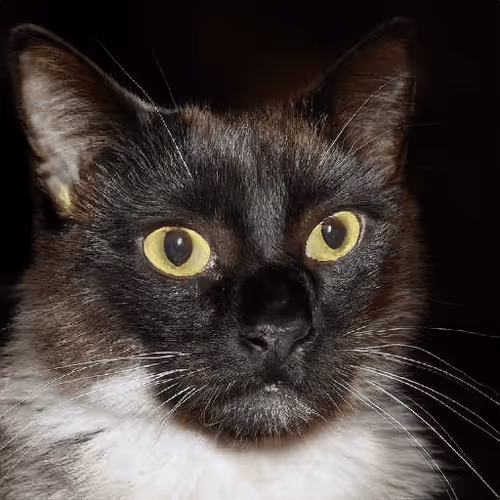 Item #106393158711752592444527764053332067386103257112262188176365270075255663099905 Media