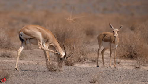 2468119463308914702005443652102614178506533567319377457804557003171454517249