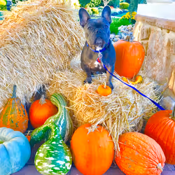 99031261785432219130552668818269695456905868997165113515571762498471626539009