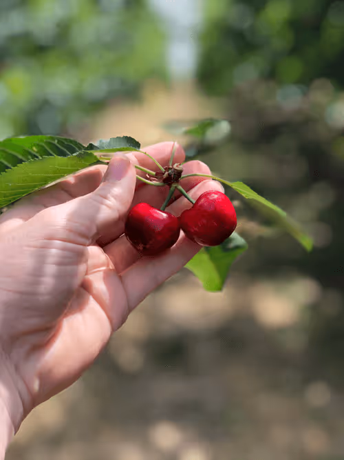 Item #115344379146246064240773863534986848542272630422877539424953159155145114648577 Media