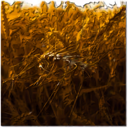 Wheats #1