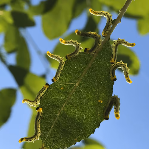 #1 Willow Sawfly larvae (Nematus oligospilus)