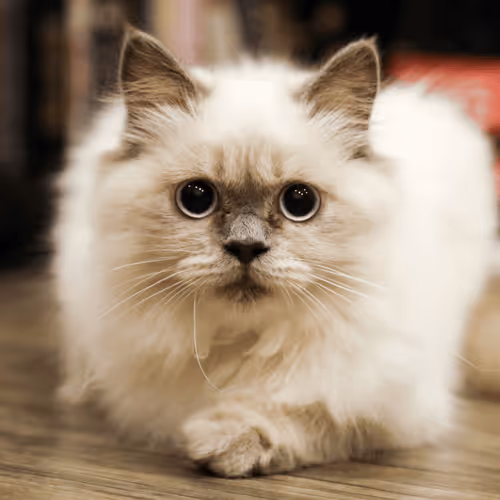 Item #4944351917306226202826790057183461660186678433257338824528786318336722993153 Media