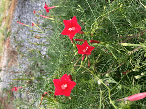 Untitled Collection #49979824