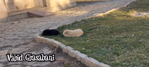 Dogs' morning rest