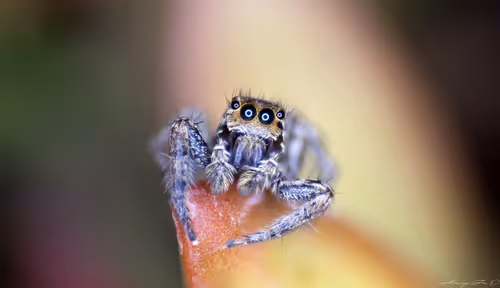 Item #71581581597643149467168648258107612895954652737946138187853336677836073730049 Media