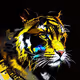 MR_JIN-009 Collection