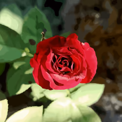 Red Rose