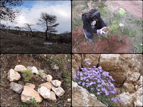 Reforesting mount Pendeli - Attica Greece