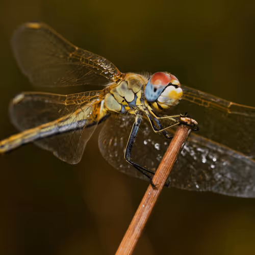 Item #85482677209635580740523827451099252136629396536545148940270710366627107438593 Media