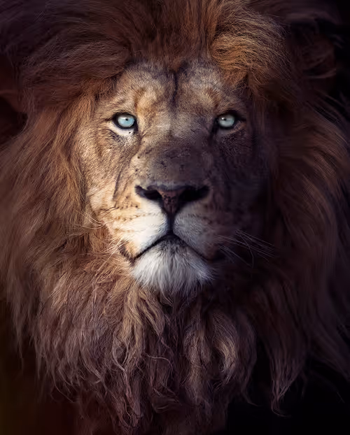 Item #113521178305738834012148518391550550346987699669126125358931063142512681026036 Media