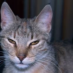 Enigma Felino Directo a los Ojos