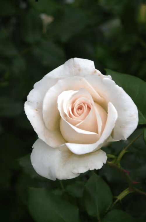 Item #56943947837122673731930897750220814689639948529564795848618456955057281695745 Media