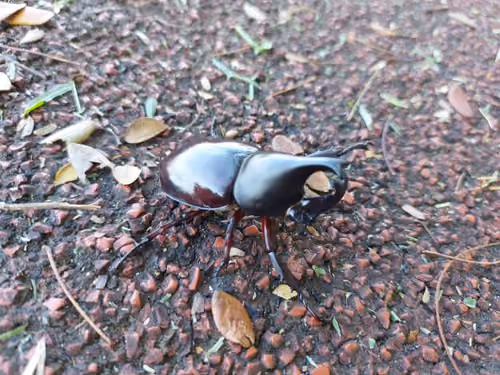 beetle 1
