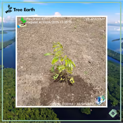 Pau-brasil[Caesalpinia echinata Lam.] - Plant Certificate #3101