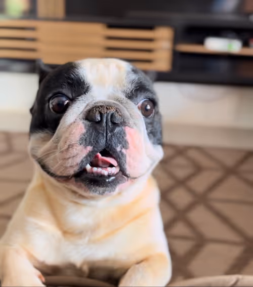 Item #51146852970615002482958944184704064198866010504557554415361478350710687924225 Media