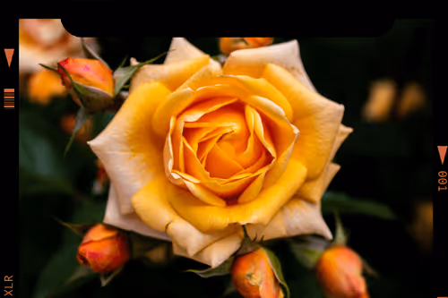 Item #107978139147131831661941634405889412338959910345453465515168770554752814546945 Media