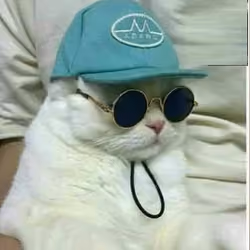 Cool Cat
