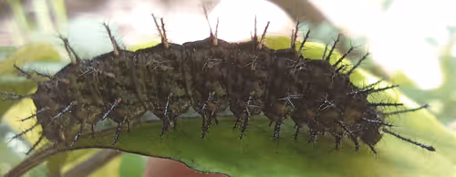 Item #107500599722533939786034719195573748072622661184737548441998527587118504476673 Media