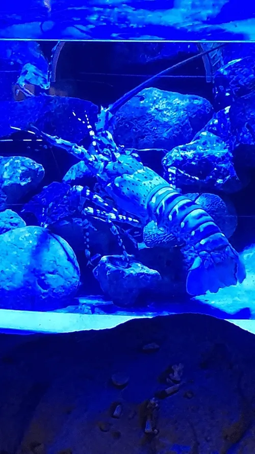 Item #112046021033654007241005822439757220181591102796162182186879994014699234525185 Media