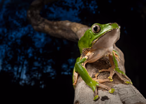 Item #12841711948620845380596362658338118860894478896663827782744557038581720285185 Media