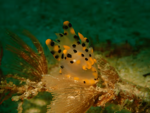 Underwater Unseen Thailand