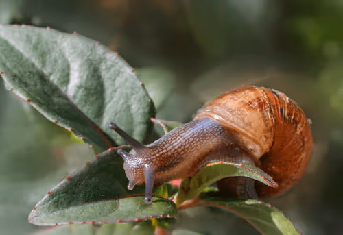 Item #60110065463678735870247965471786493071460966038928114919073523828328476180481 Media