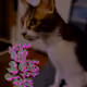 72552824216938682421232446768966155584744183414928185250107491991535063400449
