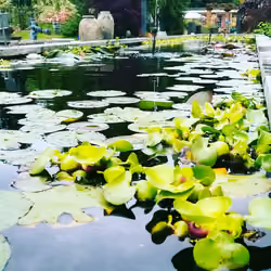 water lillies