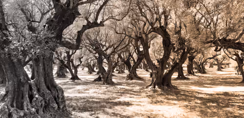 Field of olive trees