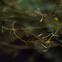Faded Nature