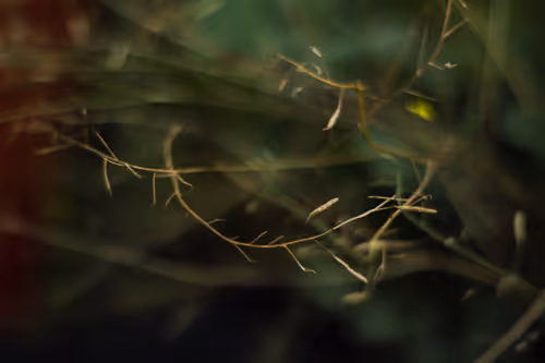 Item #55135426096322364655420066995974600531857551702257850821619999627526086328321 Media