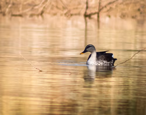 Item #73038095633252803399903762573392179492795608367001791011132003601046619291649 Media