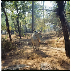 Goa #4