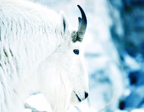 From The Canadian Wilds