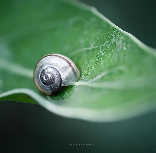 Item #113065873903366828743744079288708835697083018334279533284549130092096232882177 Media