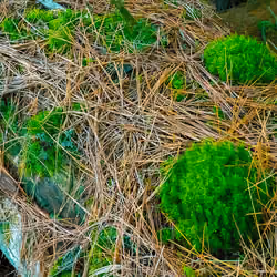 Untitled (moss and pine needles) 2/50