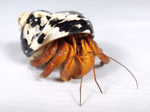 Item #91920838516500969586140493576070920060778375503638515337937380301931246780417 Media