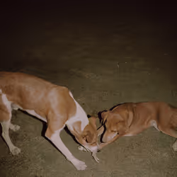 109162157552346088047496633038404394118504199992061596446112929314859105910785