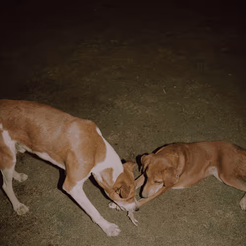 109162157552346088047496633038404394118504199992061596446112929314859105910785