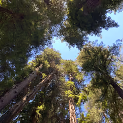 Redwood Forest