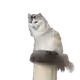 77693431496492719897563846973078047230151567954343784641164337544116589035521