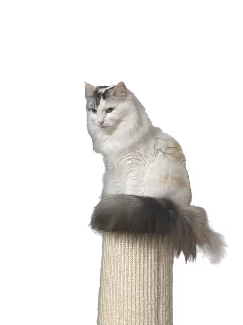 Item #77693431496492719897563846973078047230151567954343784641164337544116589035521 Media