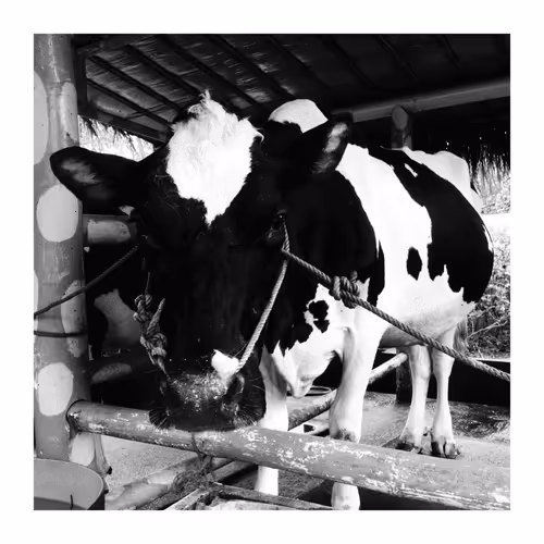 Item #78926493058180902224951420418338520494143290950102848006872373393544739553281 Media