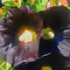 114711167829189752277645490546911175890882480314525878061310436577811223281699