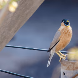 Brahminy Starling