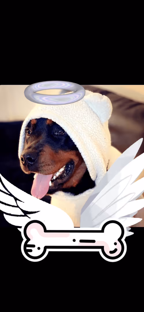 Item #7678098862480869732198640215548033609718490980890964392803254913710191280138 Media