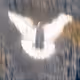 33361527923712313222846285841636597829457306521645504350693345182998624993281